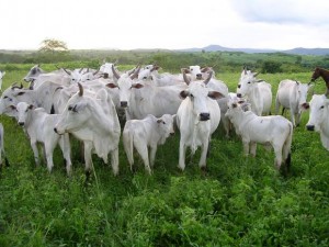 bovino