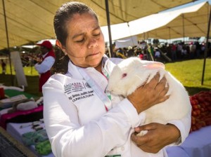 160325_SENASICA_CONEJO-1