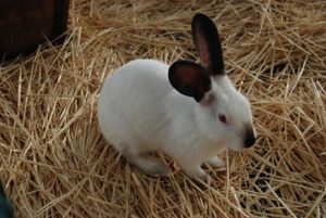 conejo