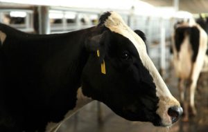 vaca-blog