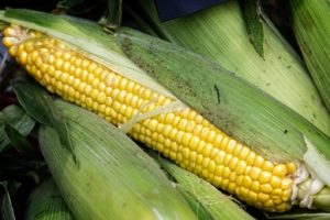 Sweet Corn