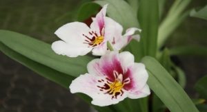 flor